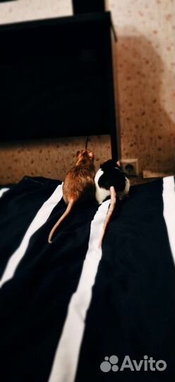 Передержка для грызунов, ёжиков и птичек