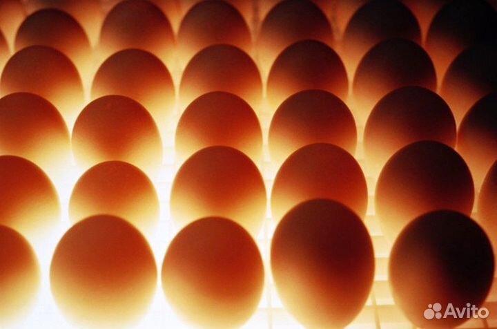 Качественное яйцо под инкубацию