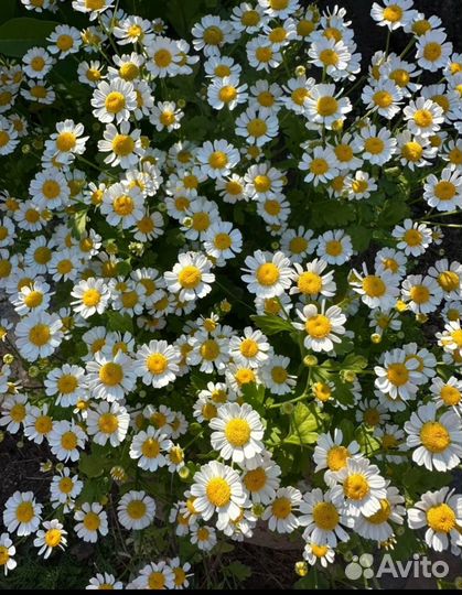 Цветы многолетники