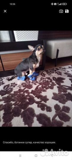 Ботинки зимние для мелких собак