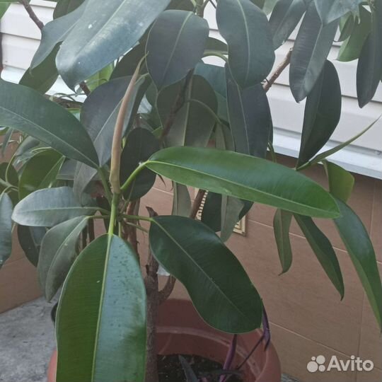 Комнатные и ландшафтные растения