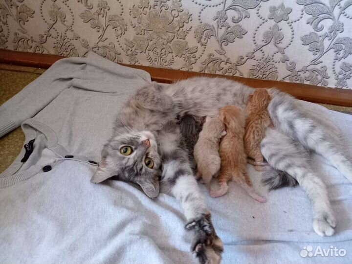 Отдам в добрые руки красивых котят