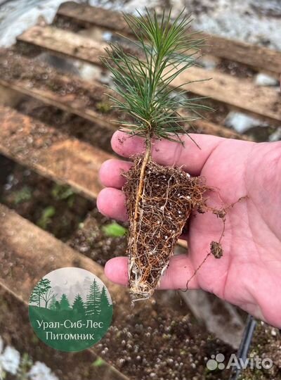Сеянцы зкс Сосна окс Ель Лиственница Горная