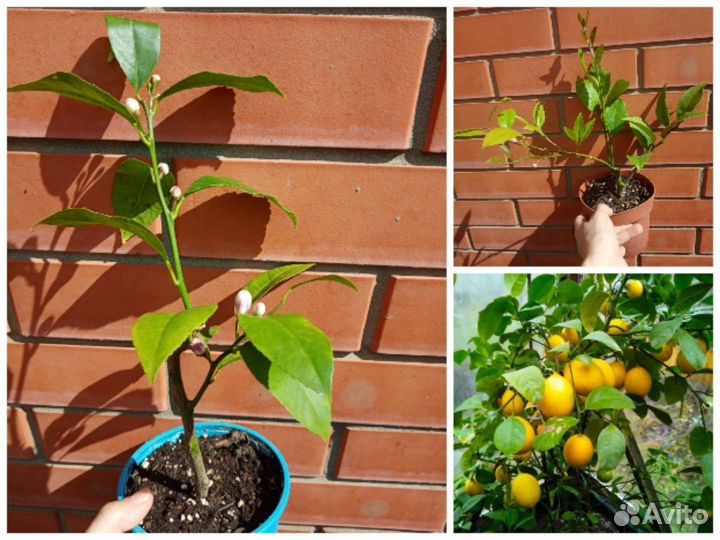 Лимон Мейера, апельсины, мандарины, кумкваты