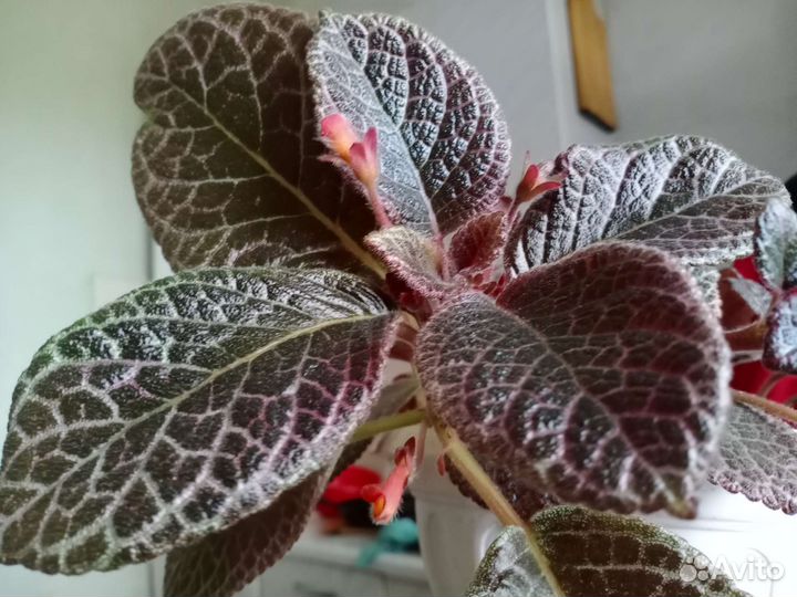 Эписция Chocolate Cream шоколадный крем