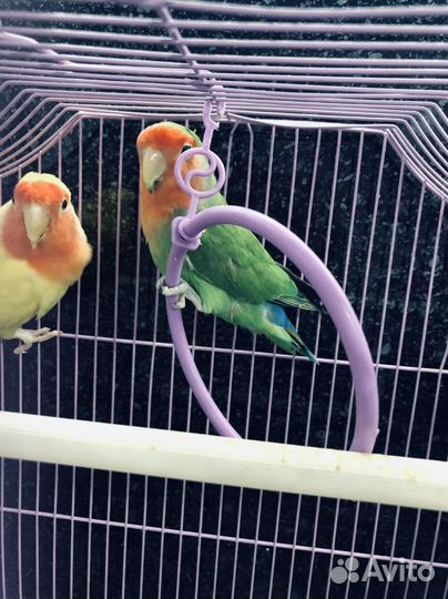 Попугай неразлучники с клеткой