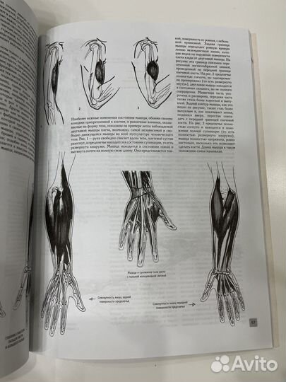 Анатомия для художников