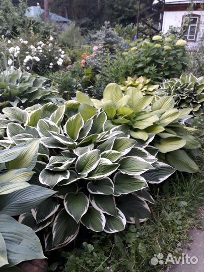 Растения для дачи и дома