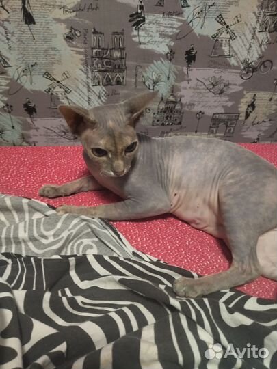 Канадский сфинкс