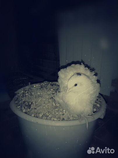 Птичий помет (перепелиный)