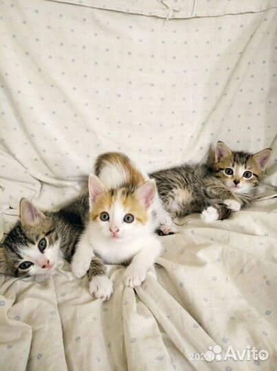 Отдам в добрые руки котят