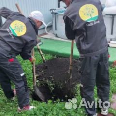 Саженцы и деревья лиственных, плодовых и хвойных