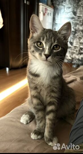Котёнок в добрые руки