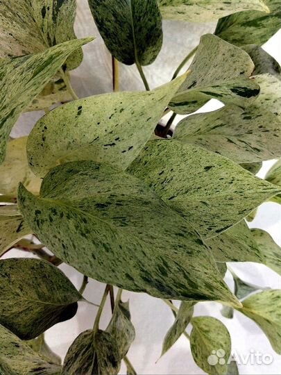 Эпипремнумы