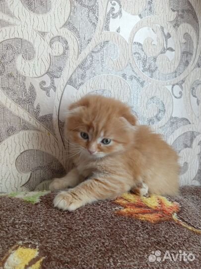 Вислоухие котята