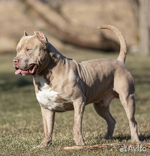 Американский булли xl