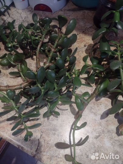 Денежное дерево толстянка крассула