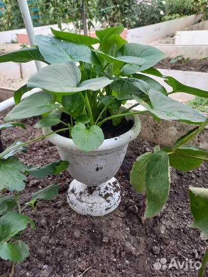 Калла Эфиопская