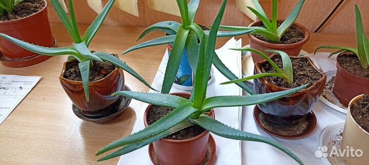 Продам целебный цветок алое