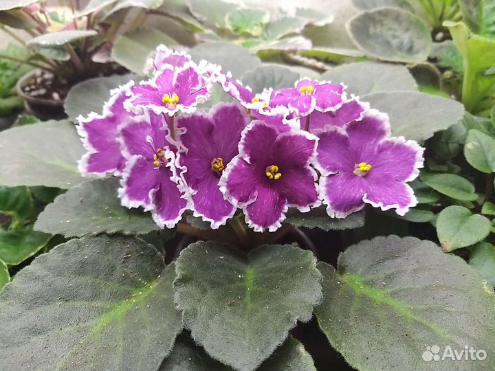 Сортовые фиалки