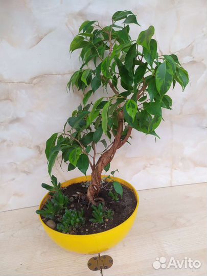 Бонсай Фикус бенджамина