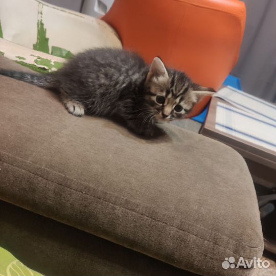 Котята