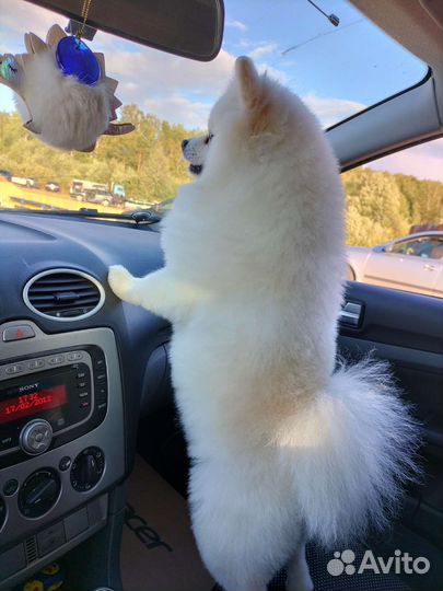 Немецкий шпиц вязка