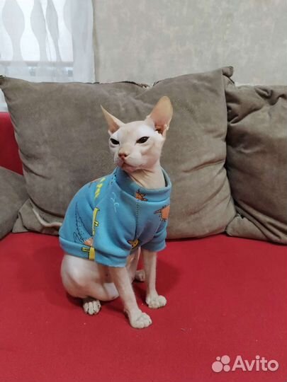 Донской сфинкс вязка