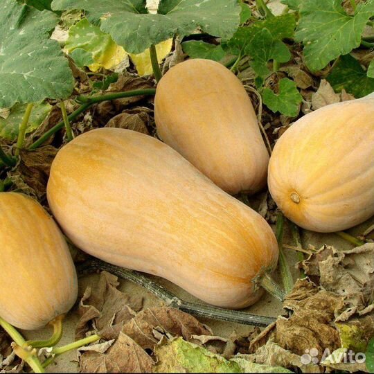 Тыква баттернат семена