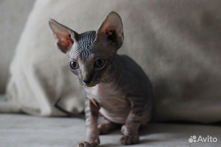 Котята сфинкс