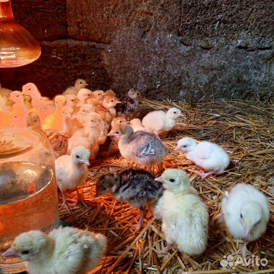 Индюшата домашнии