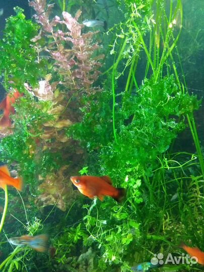 Голубая трава(пара1самкв1самец)