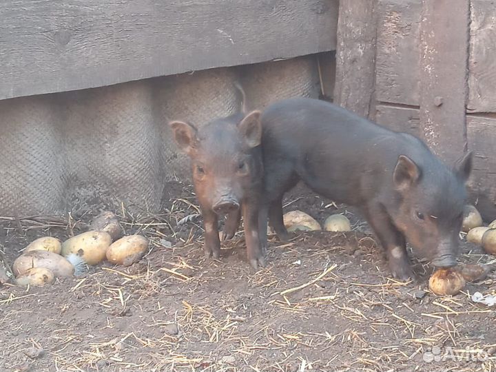 Поросята