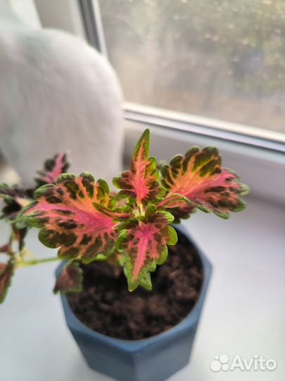 Черенки колеуса