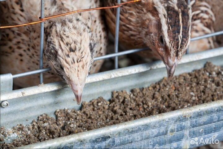 Комбикорм для перепелов