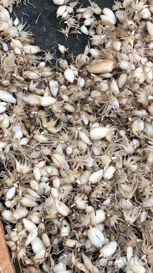 Ятрышник (салеп)