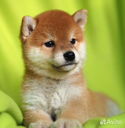 Щенки сиба шиба ину