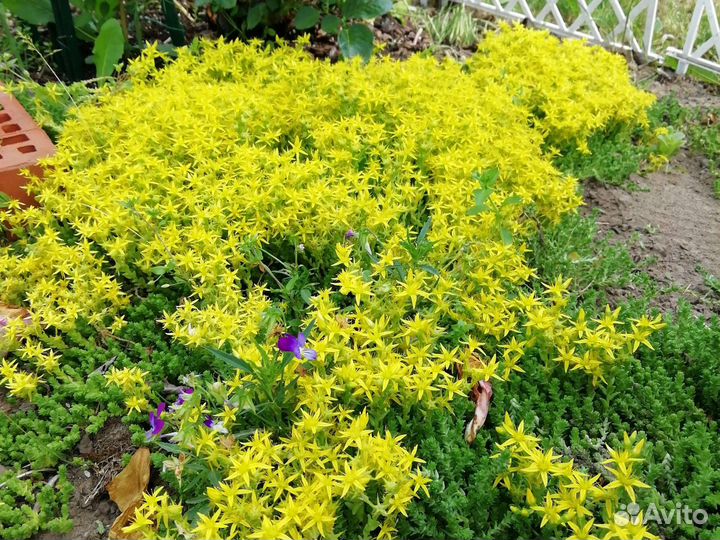 Очиток седум