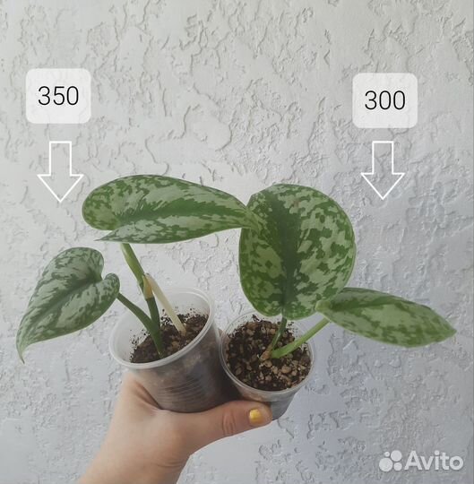 Сциндапсус/эпипремнум пиктус треби