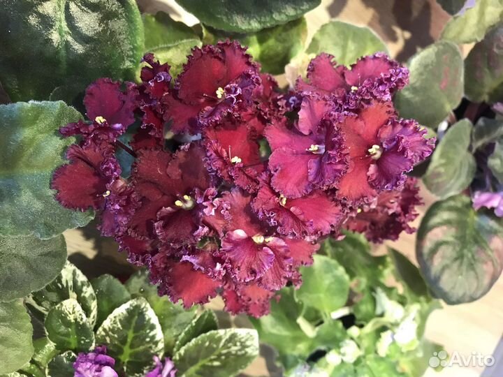 Фиалка листики (черенки)