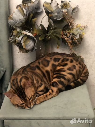 Вязка кошек