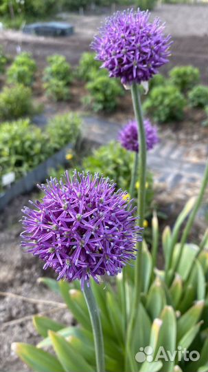 Афлатунский лук