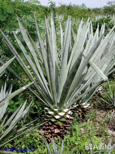 Юкка сортовая с широкими листьями