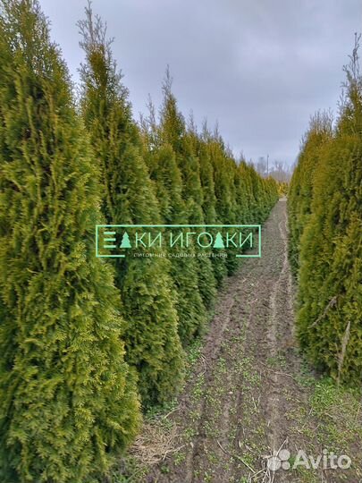 Туи Крупномеры Смарагд 3,3-3,5 м