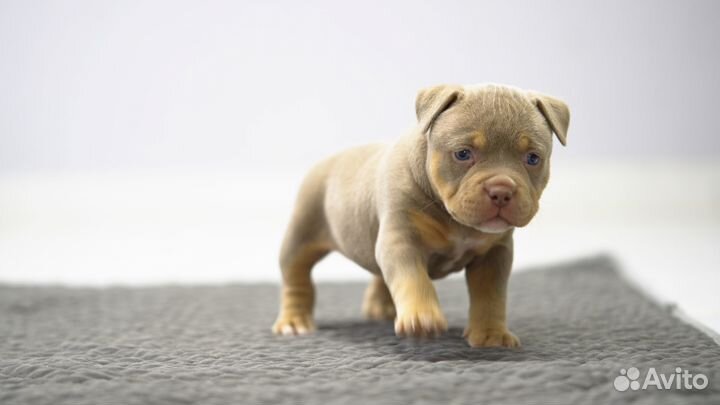 Американский Булли девочка 4 недели