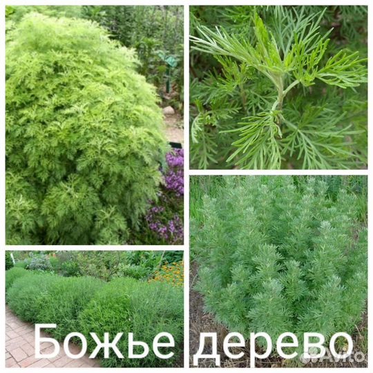 Интересные растения