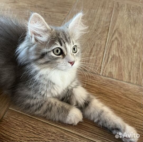 Пушистый котенок девочка
