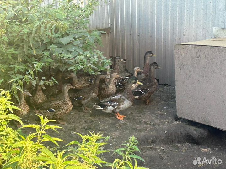 Утки. Петухи