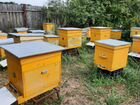 Пчелы и улья объявление продам