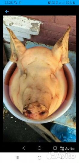 Свиная голова